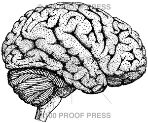 1284 Brain, Side View