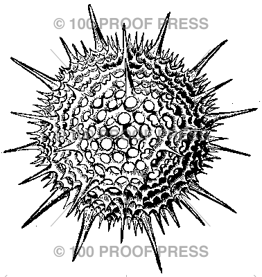 1552 Microscopic Pollen Spore