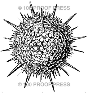 1552 Microscopic Pollen Spore