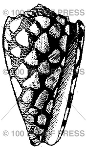 1596 Marble Cone Shell