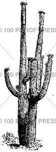 1667 Tall Cactus