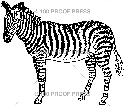1738 Handsome Zebra