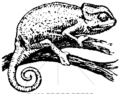 190 Chameleon