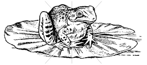 2071 Frog on Lily Pad