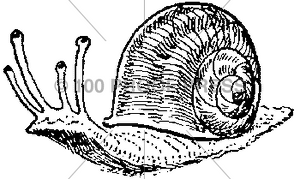 2100 Small Snail