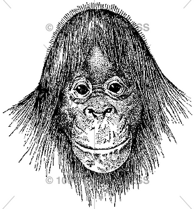 2108 Orangutan Face