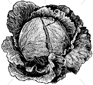 2273 Head of Cabbage