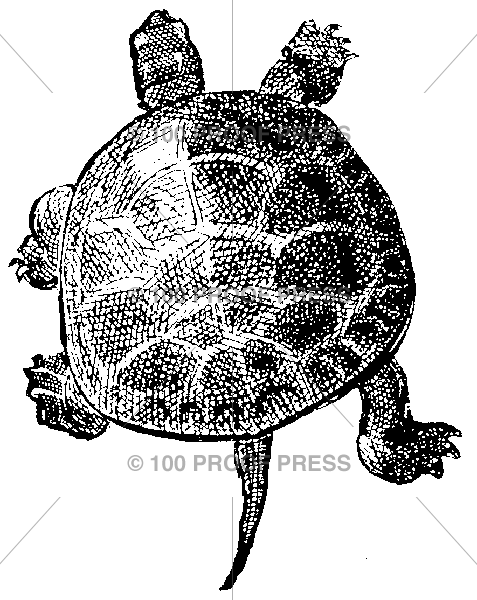 2656 Climbing Turtle