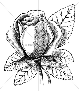 280 Rose with Leaves, Large