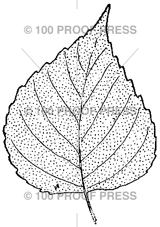 2962 Birch Leaf