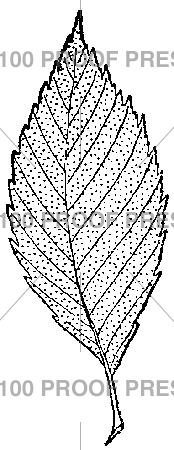 2965 Elm Leaf