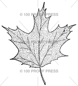 2966 Maple Leaf