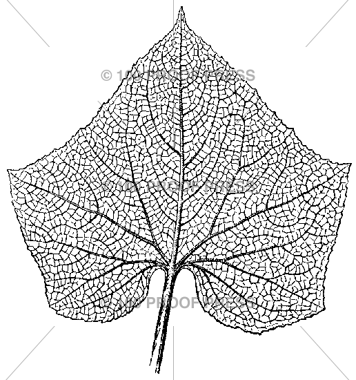 3345 Veined Leaf