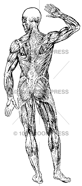 3569 Human Muscles, Back View