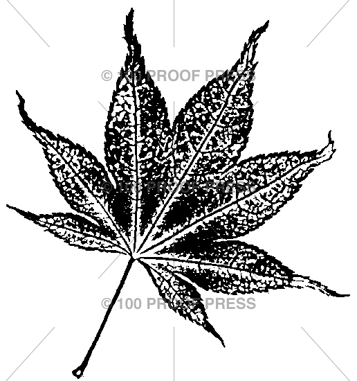 3781 Small Ohio Buckeye Leaf