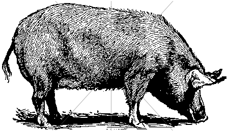 4252 Small Dark Pig