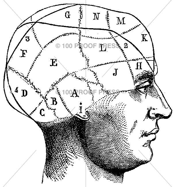 4506 Diagrammed Head