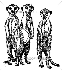 4619 Meerkats