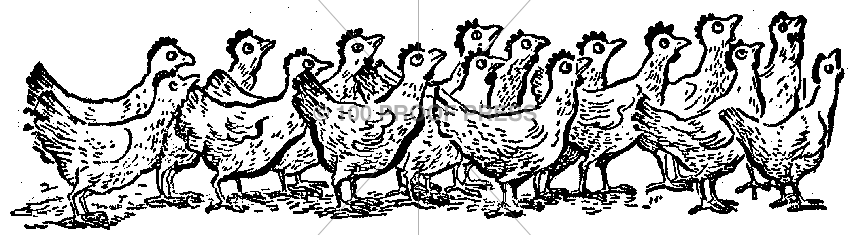 5269 Bunch of Chickens