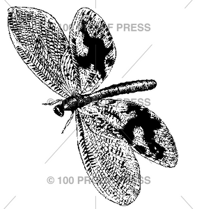 5406 Dragonfly Type, Small