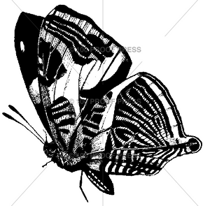 5410 Side Butterfly, Large