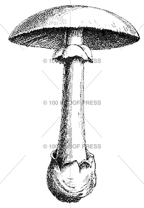 5414 Mushroom, Large