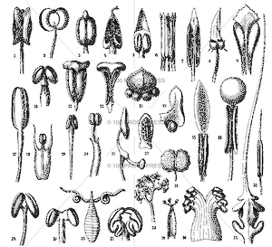 5417 Botanical Illustration