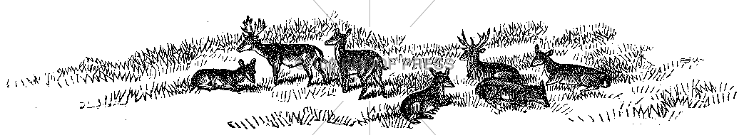 5432 Pastoral Deer Scene
