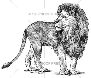 5571 Male Lion