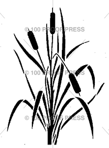 5596 3 Cattail Reeds