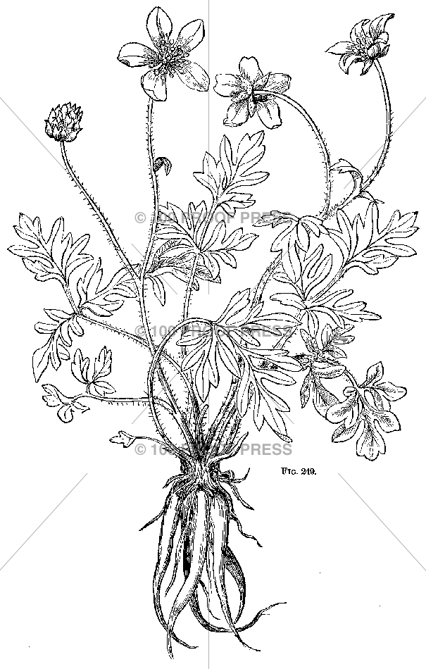 5758 Botanical Fig. #1