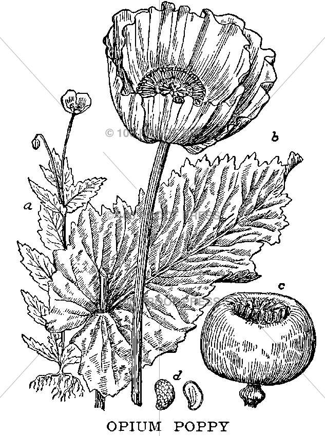 5865 Opium Poppy