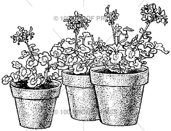5866 Potted Flowers