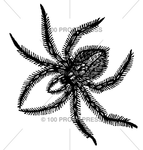 5930 Woodcut Spider