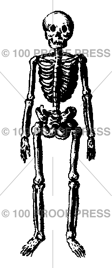 5931 Skeleton, Small