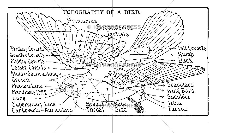 6268 Topography of a Bird