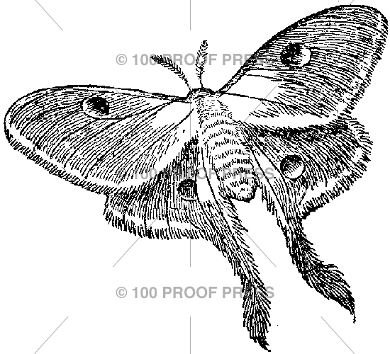 6279 Luna Moth