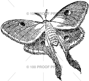 6279 Luna Moth