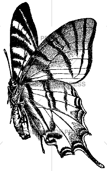 6280 Butterfly, Side View