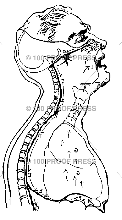 6325 Throat Diagram