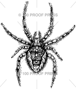 6351 Hairy Spider
