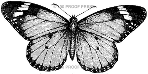 1112 Monarch Butterfly
