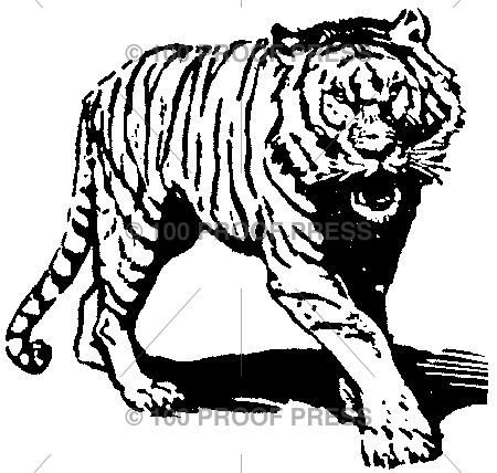 1126 Stalking Tiger