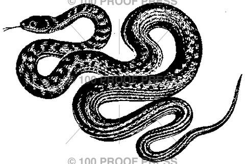 1132 Slithering Snake