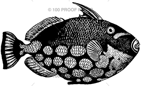 1306 Trigger Fish