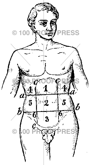 1491 Diagrammed Body