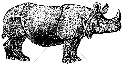1556 Rhino
