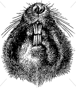 1566 Beaver Teeth