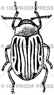1568 Potato Beetle