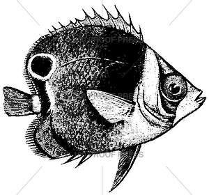 1582 Fish